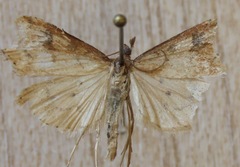 Udea profundalis