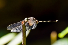 Orthetrum sabina