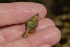 Nodopelagia brazieri