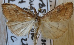 Udea profundalis