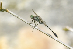 Orthetrum sabina