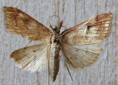 Udea profundalis