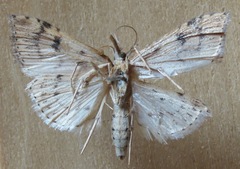 Udea profundalis