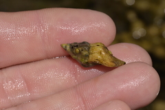 Nodopelagia brazieri