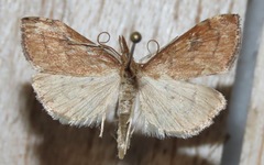 Udea profundalis