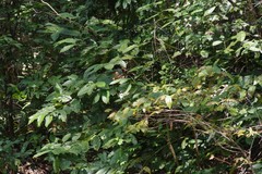 Oxyanthus