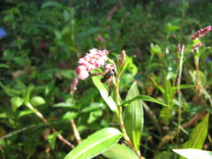 Parancistrocerus fulvipes