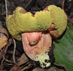 Xerocomellus salicicola