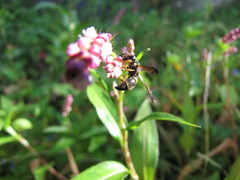 Parancistrocerus fulvipes