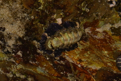 Onithochiton quercinus