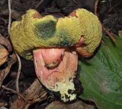 Xerocomellus salicicola