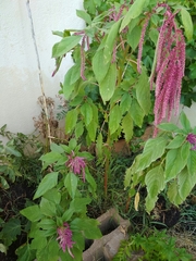 Amaranthus caudatus