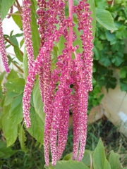 Amaranthus caudatus