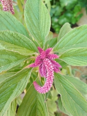 Amaranthus caudatus