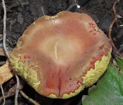 Xerocomellus salicicola
