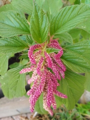 Amaranthus caudatus