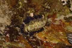 Onithochiton quercinus