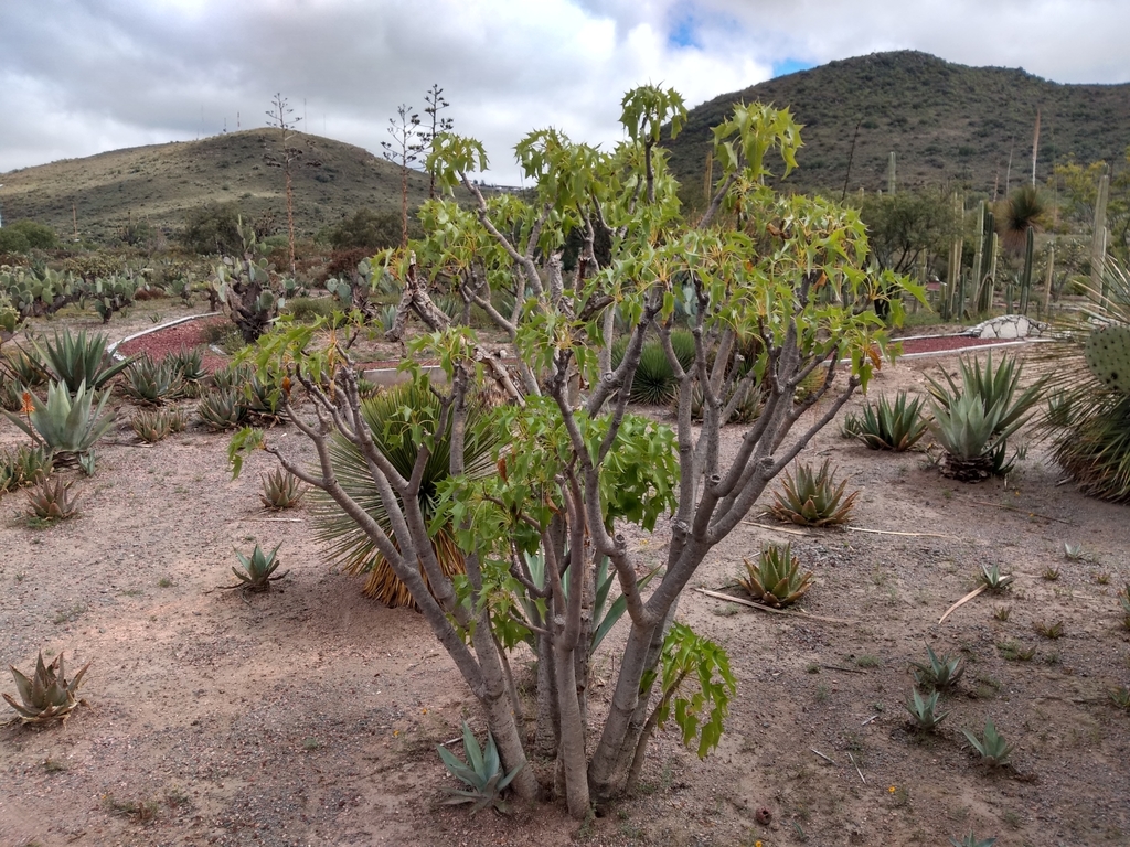 Broomstick Tree from Unnamed Road, Privada la Paz, 42094 Pachuca de
