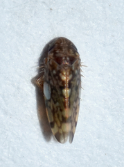 Xestocephalus similis