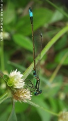 Ischnura senegalensis