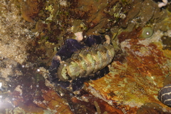 Onithochiton quercinus