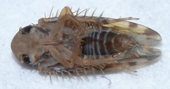 Xestocephalus similis
