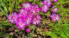 Lampranthus sociorum
