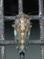 Xestocephalus similis