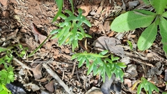 Lampranthus sociorum