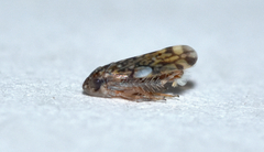 Xestocephalus similis