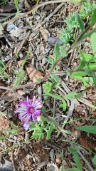 Lampranthus sociorum