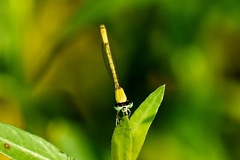 Agriocnemis kalinga
