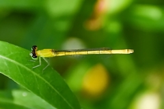 Agriocnemis kalinga