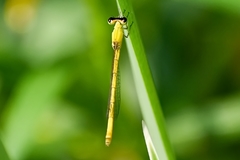 Agriocnemis kalinga
