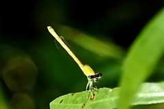 Agriocnemis kalinga