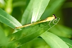 Agriocnemis kalinga