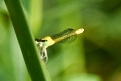 Agriocnemis kalinga