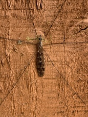 Tipula confusa