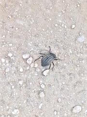 Philolithus sordidus