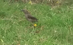 Molothrus bonariensis