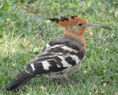 Upupa epops africana