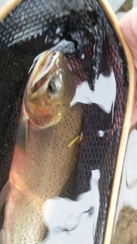 Oncorhynchus lewisi