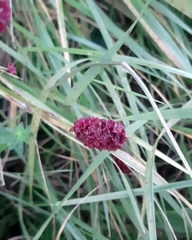 Sanguisorba officinalis