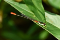 Ceriagrion cerinorubellum