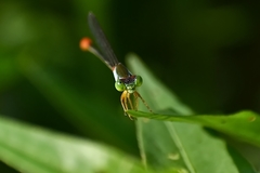 Ceriagrion cerinorubellum