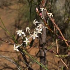 Struthiola myrsinites