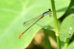 Ceriagrion cerinorubellum