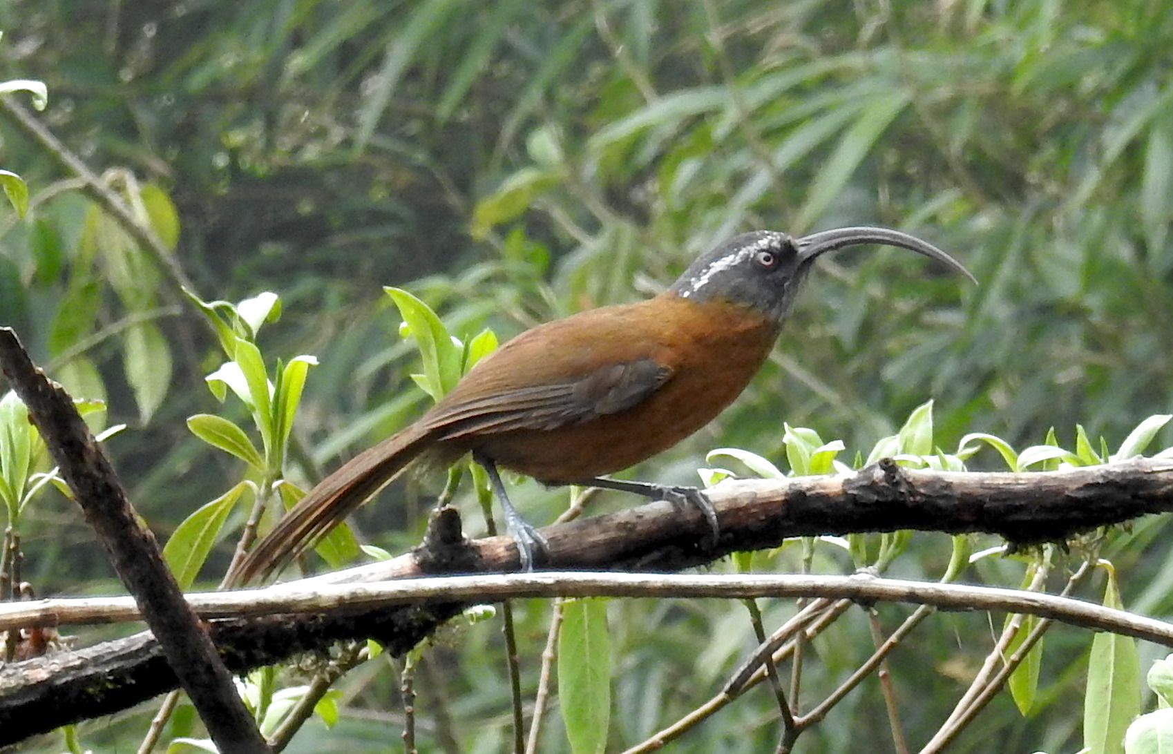 Slender-billed Scimitar Babbler (Pomatorhinus superciliaris), photo 5