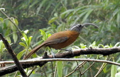 Pomatorhinus superciliaris