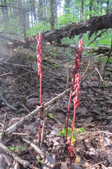 Corallorhiza maculata maculata